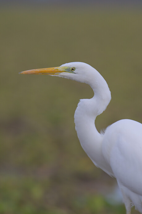 Grote zilverreiger