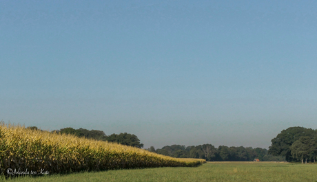 Het maisveld.