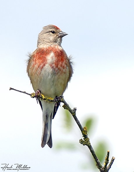 Kneu - Common linnet (Linaria cannabina) M