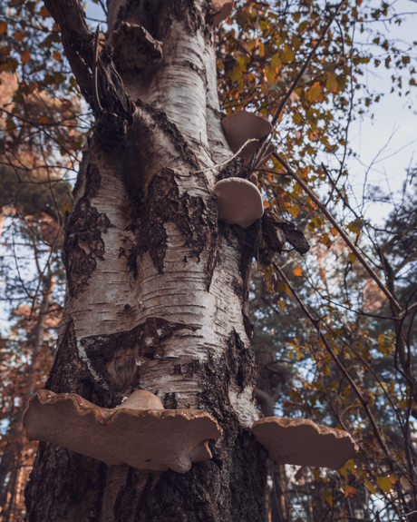 Paddenstoelen op berk, Heidebos