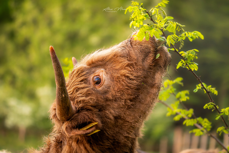 Schotse hooglander