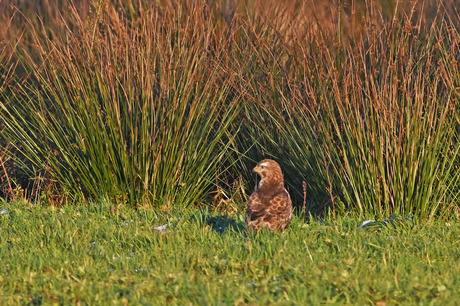 Buizerd.