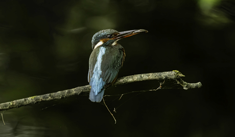 ijsvogel