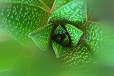 30 dagen challenge groen,  het hart van een plant.