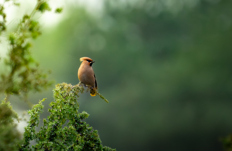 Pestvogel bij de Lemelerberg