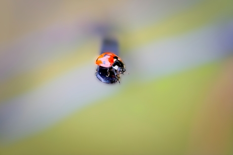 Kracht in contrast - de kleine reus...