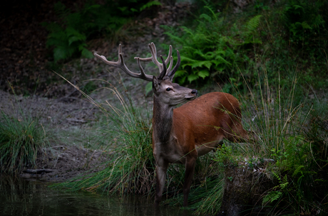 Edelhert bij waterpoel