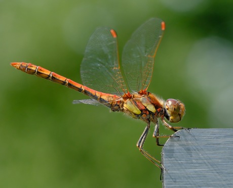 Heidelibel