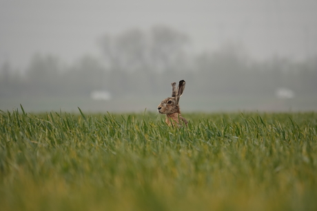 Het is weer bijna Pasen!