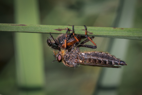 Roofvlieg vangt zijjn prooi