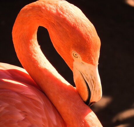 Flamingo