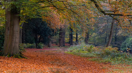 Herfstkleuren