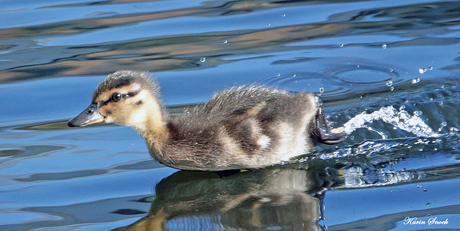 "Running on water..."