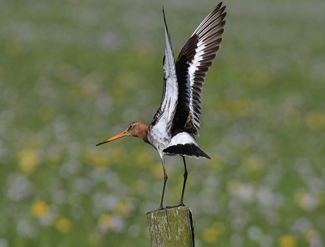 Landing geslaagd en..