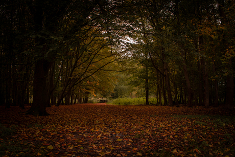 herfstplaatje