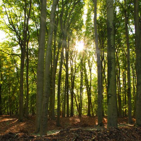 Zon door de bomen in het Bos.