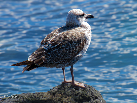 Bay watch