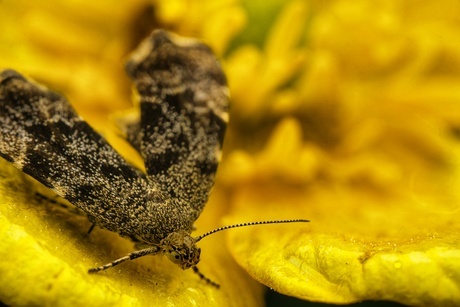 🔥 netel mot close up