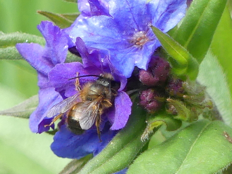 Bijtje doet z’n werk
