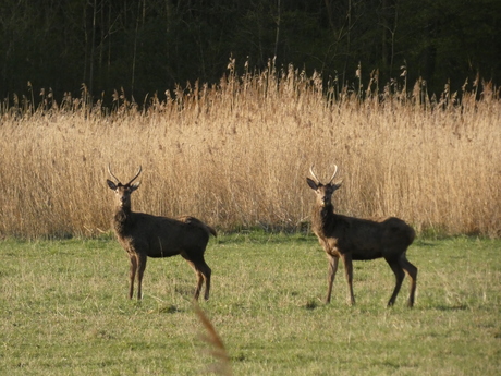 Edelherten met nieuw gewei