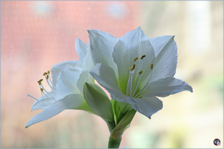 Mijn amaryllis …