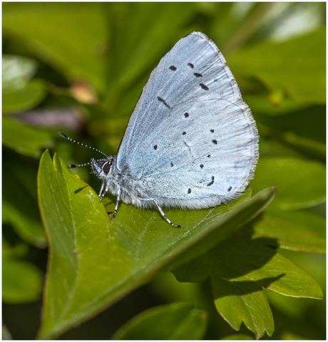 Boomblauwtje.