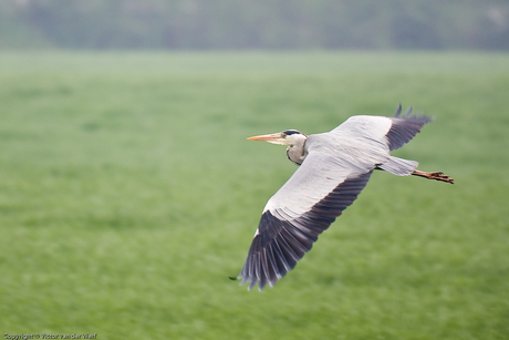 Blauwe Reiger in vlucht