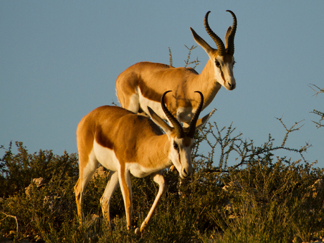 Springbok Kalahari