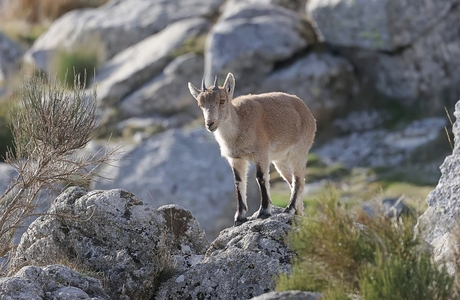 Spaanse - of Iberische Steenbok