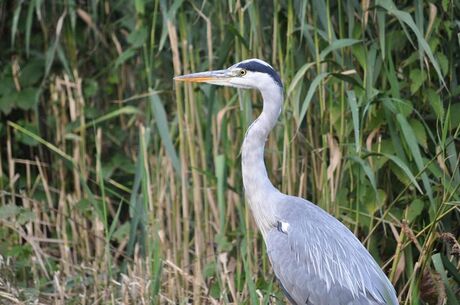 blauwe reiger