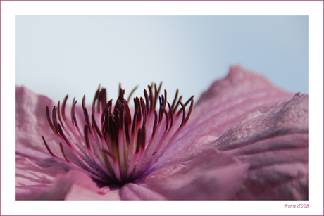 Clematis