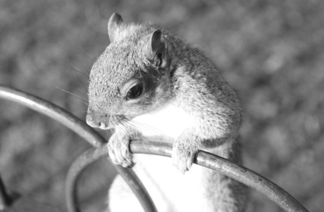 Squirrel on the fence