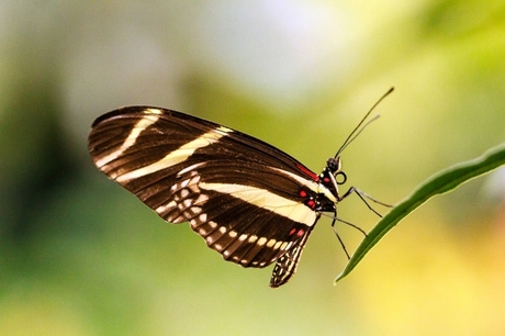 vlinder7 (800x533)