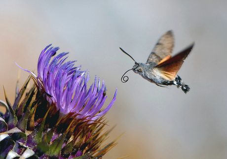 Kolibri Vlinder