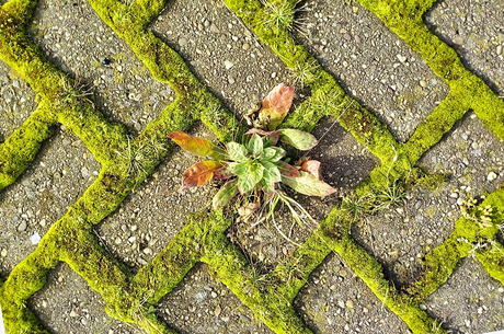 Mos tussen de tegels