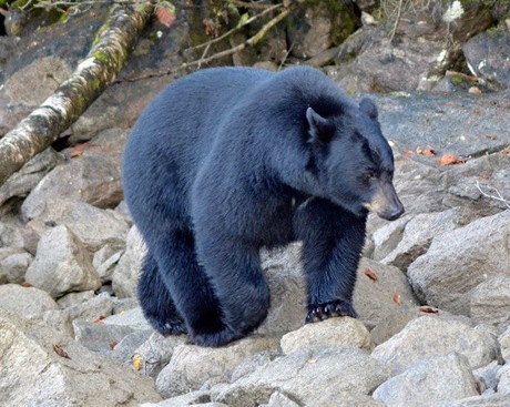 Wildlife canada