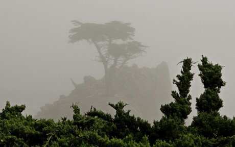 Fuji X100: Lone Cypress Tree - Pebble Beach US