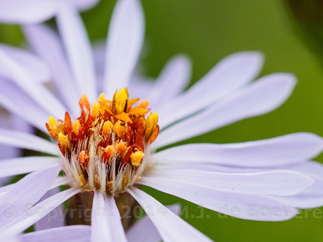 Nieuwnederlandse Aster