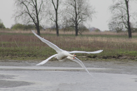 Dubbelen zwanen