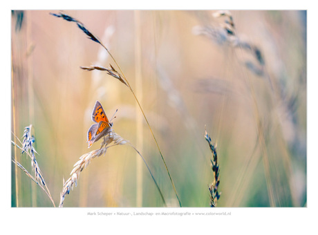 Kleine vuurvlinder (Lycaena phlaeas)