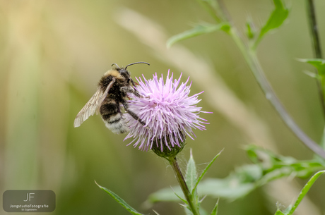 Een bij op een akkerdistel