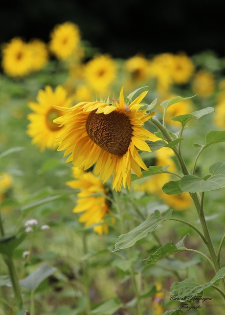 Zonnebloem