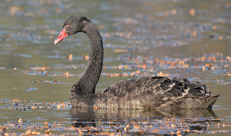 Zwarte Zwaan