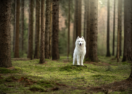 Samoyeed Sam