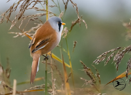 Een nadenkende houding
