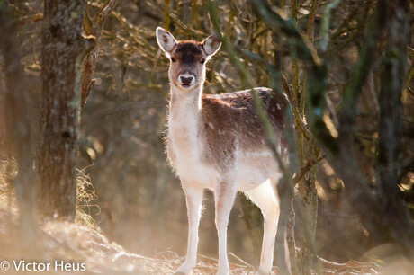 Amsterdamse waterleidingsduinen