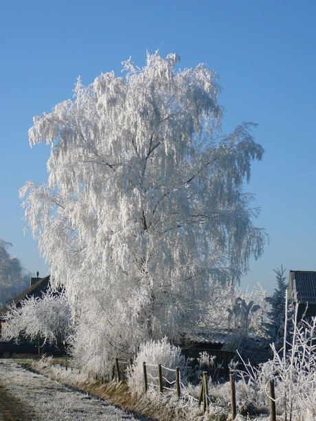 Winterlandschap