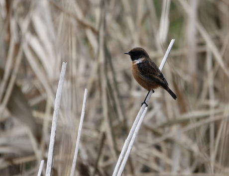 een (on)bekende vogel? roodborsttapuit