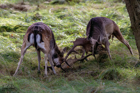 Bronstijd Amsterdamse Waterleidingduinen