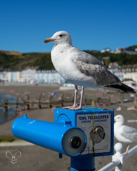 Silent watcher at the sea. 